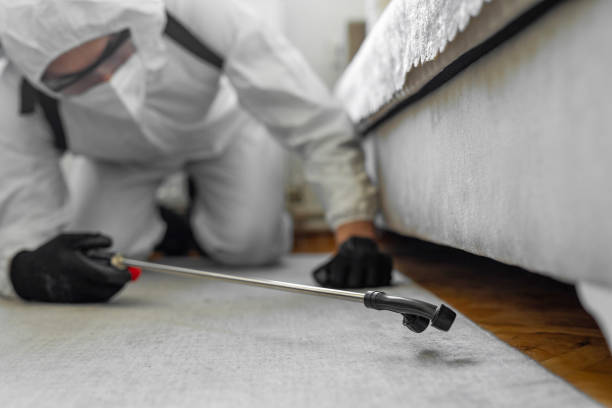 Professional Ant Control technician working in Essex Village, CT